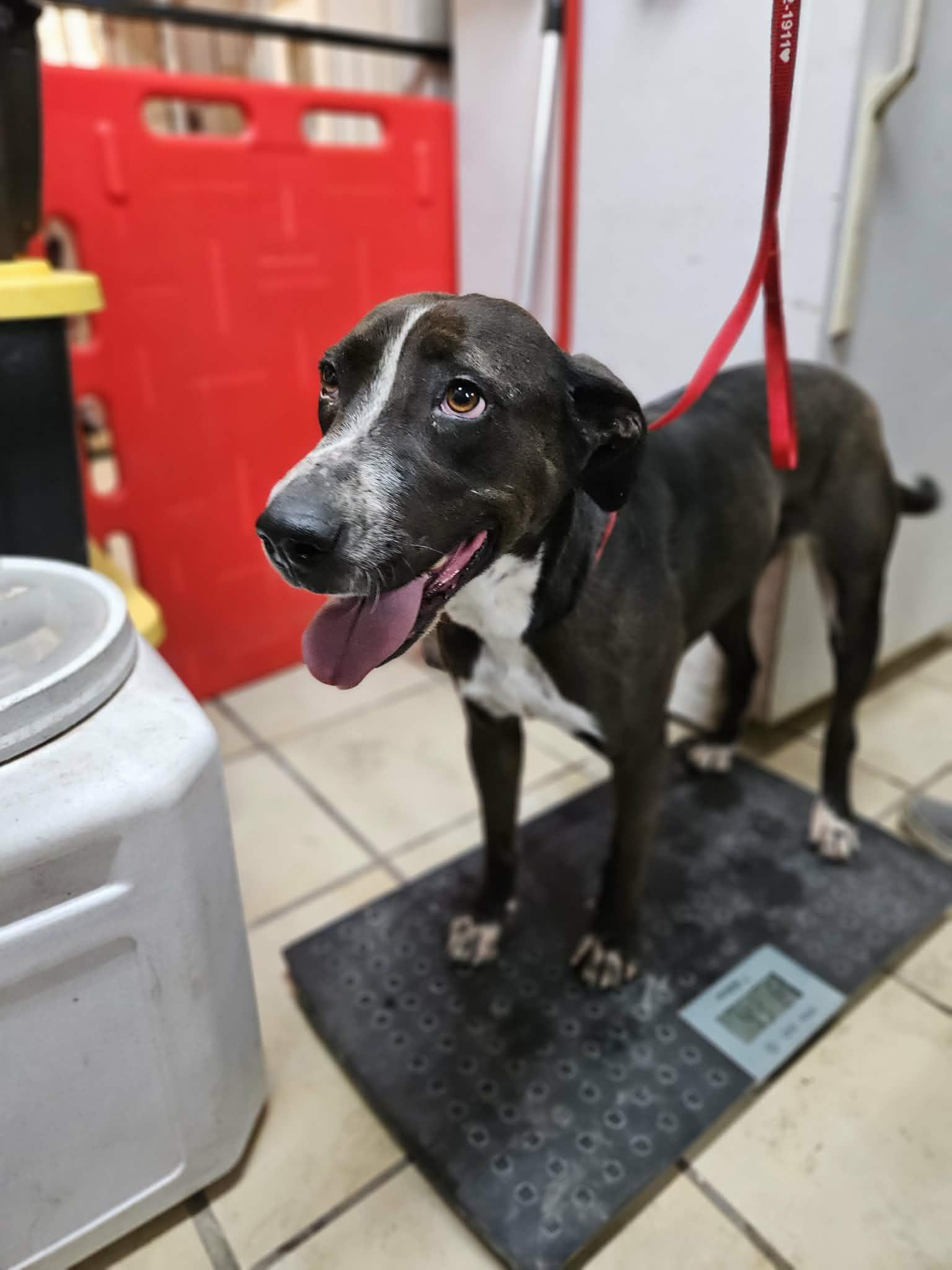 Enlarge Topanga, a Adoptable mixed breed in El Centro, CA image 2/2