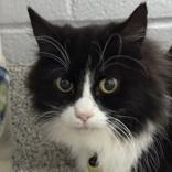 Mouse, ADOPTABLE, Adult Female Domestic Long Hair.