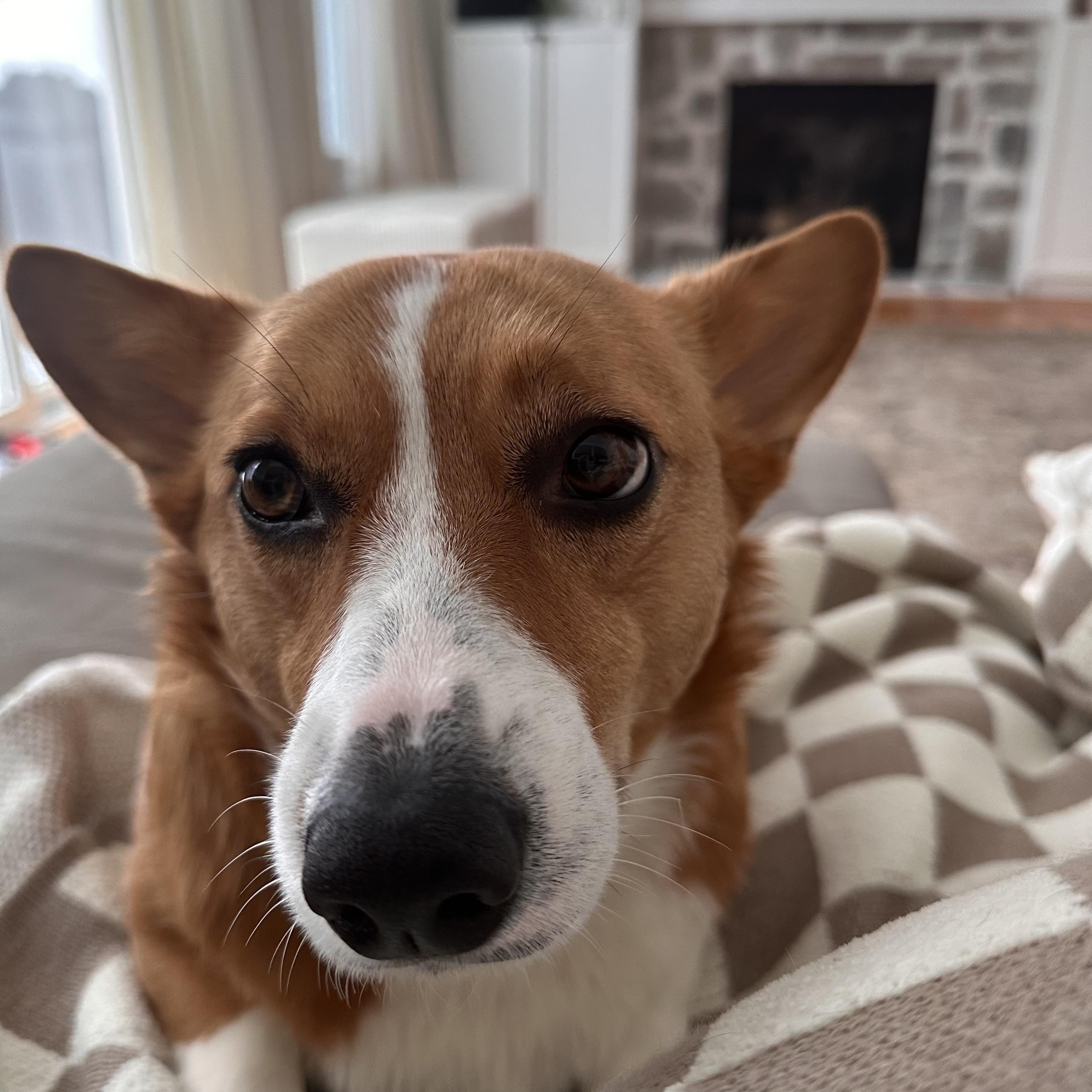 Enlarge Gracie, an adopted Pembroke Welsh Corgi in Jamesville, NY image 5/5