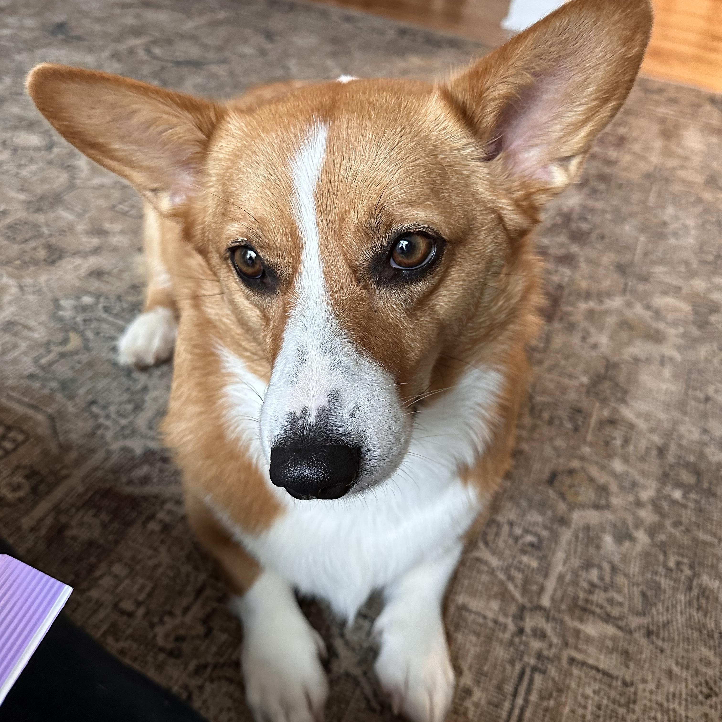 Enlarge Gracie, an adopted Pembroke Welsh Corgi in Jamesville, NY image 3/5