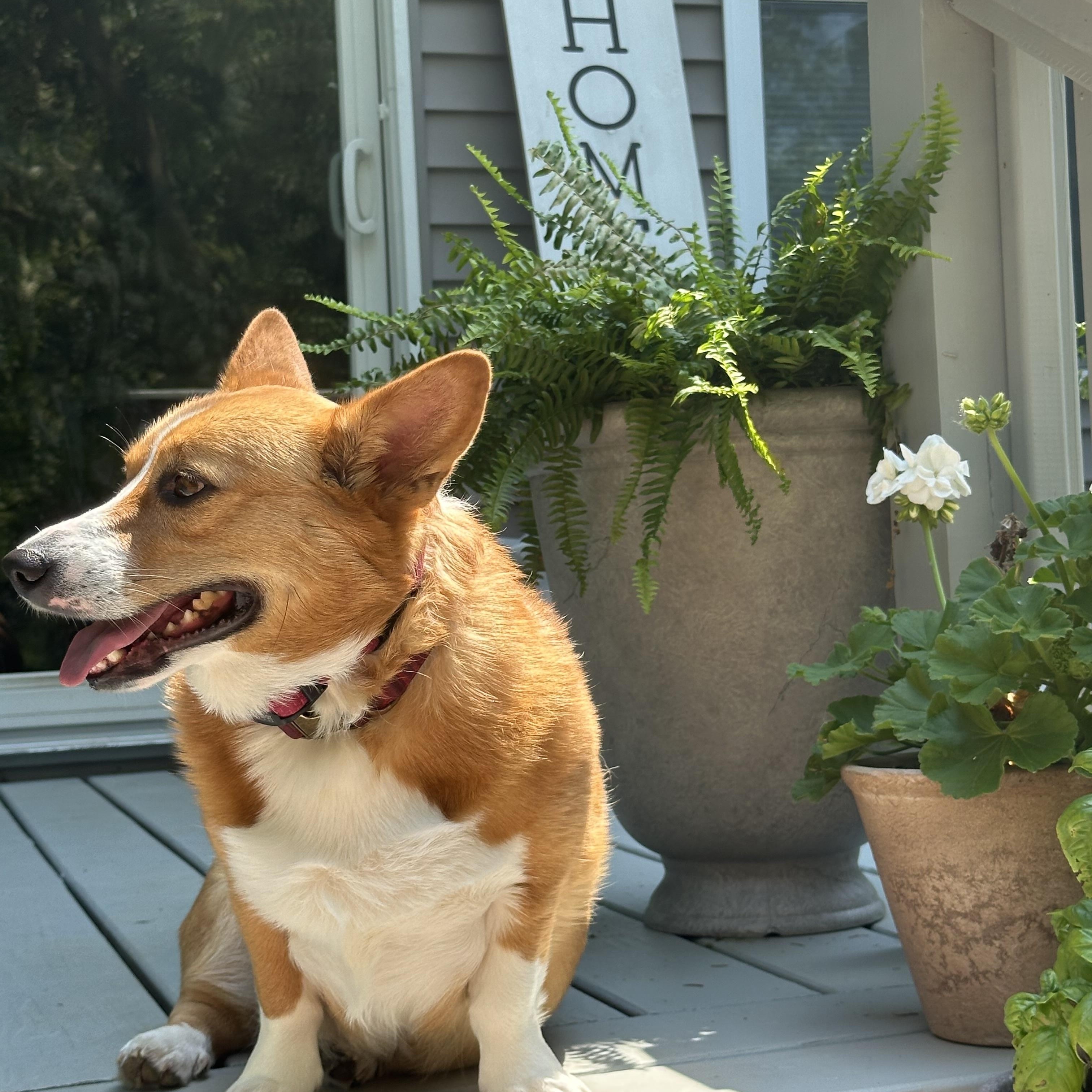 Enlarge Gracie, an adopted Pembroke Welsh Corgi in Jamesville, NY image 4/5