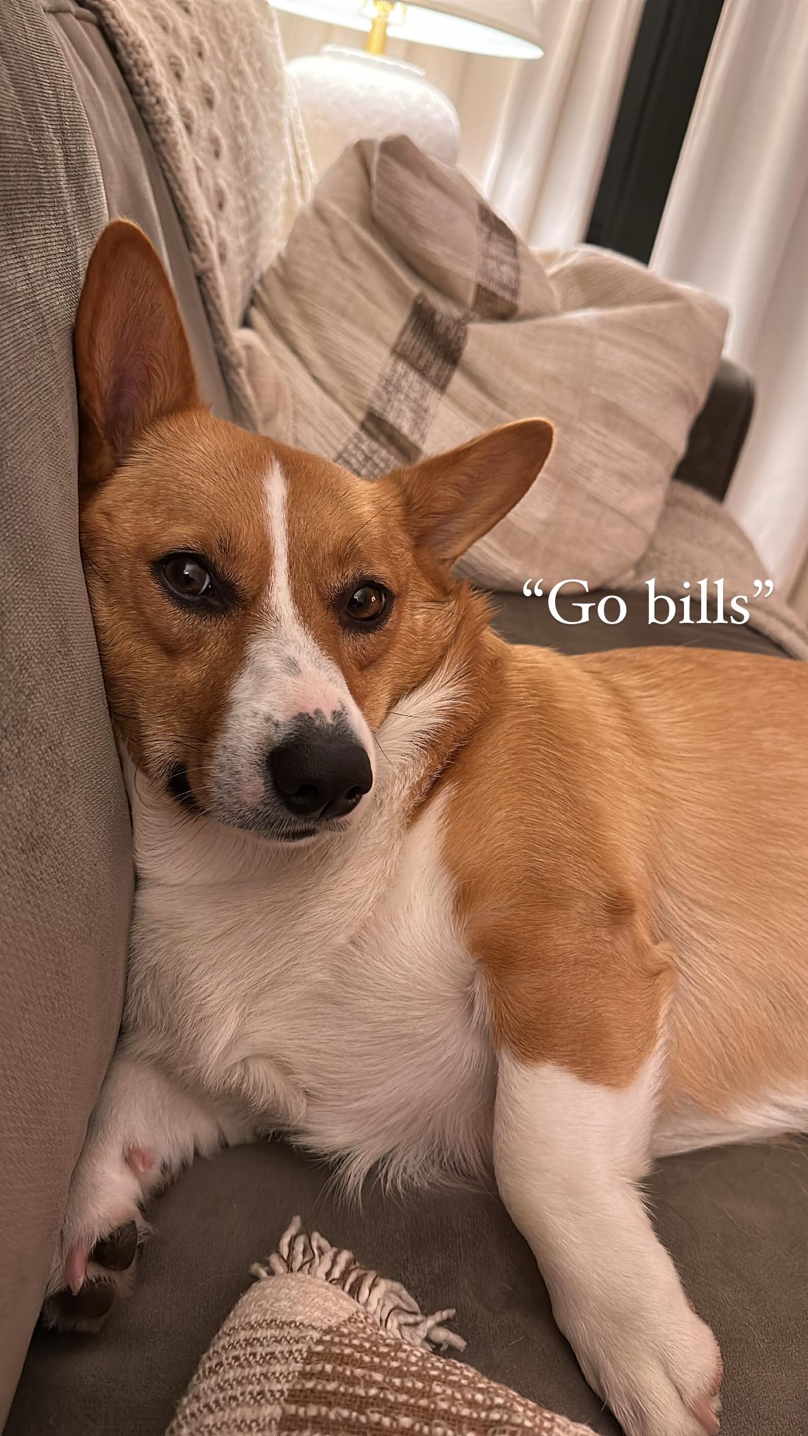 Enlarge Gracie, an adopted Pembroke Welsh Corgi in Jamesville, NY image 1/5