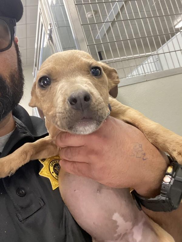 Pepper, Adoptable, Puppy Female Pit Bull Terrier.