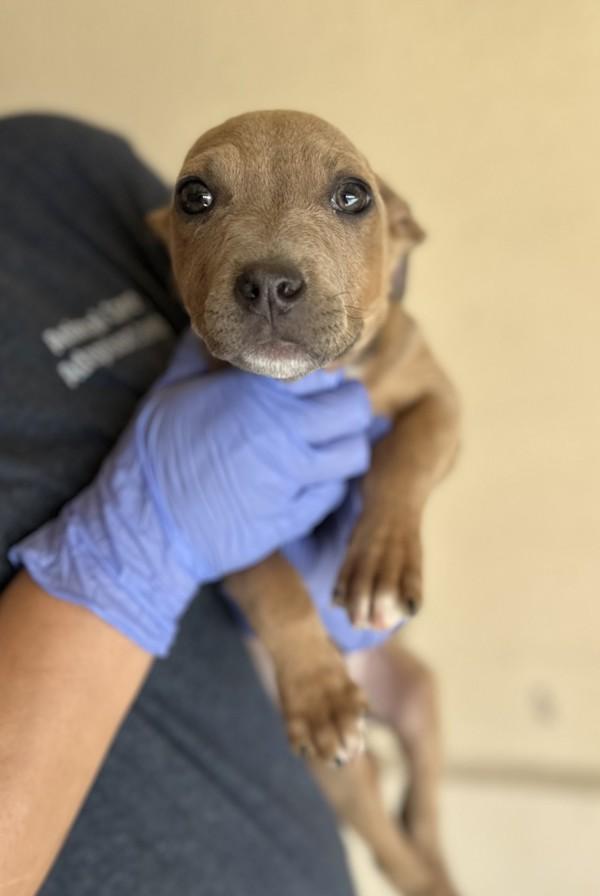 Enlarge Pepper, a Adoptable mixed breed in Victorville, CA image 2/2