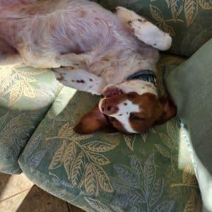 Enlarge GABBY - 20043490 - NJ, a ADOPTABLE Brittany Spaniel in West Creek, NJ image 2/5