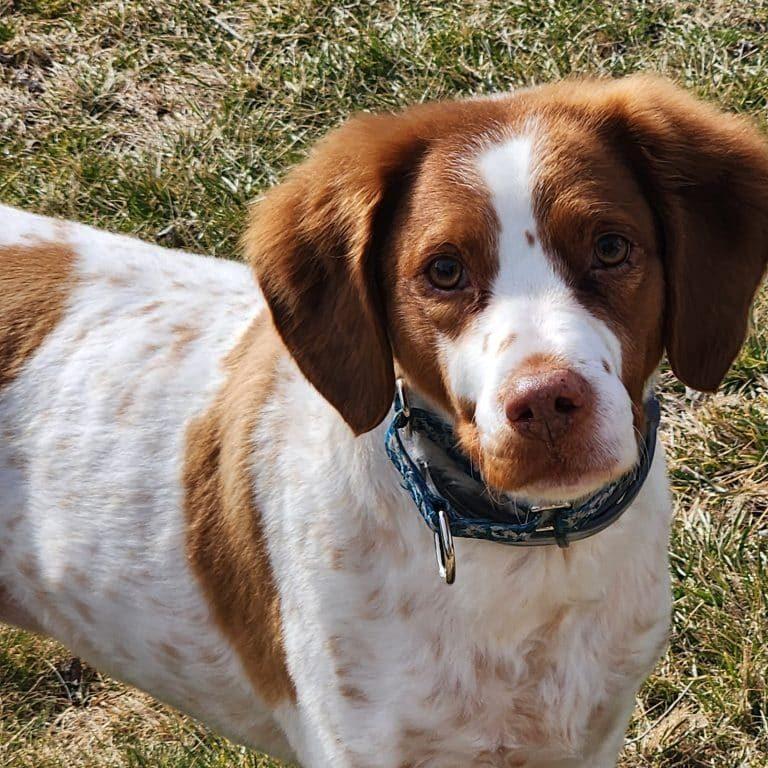 GABBY - 20043490 - NJ, ADOPTABLE, Adult Female Brittany Spaniel.