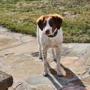 Enlarge GABBY - 20043490 - NJ, a ADOPTABLE Brittany Spaniel in West Creek, NJ image 5/5
