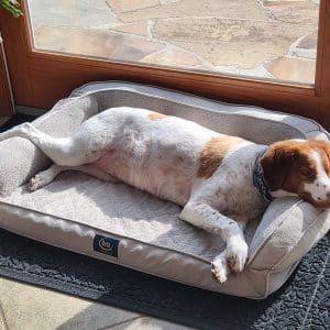 Enlarge GABBY - 20043490 - NJ, a ADOPTABLE Brittany Spaniel in West Creek, NJ image 3/5