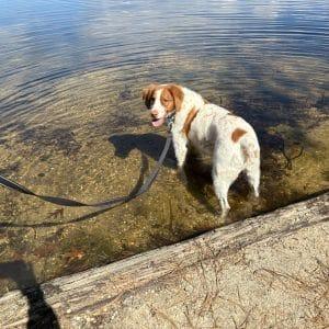 Enlarge GABBY - 20043490 - NJ, a ADOPTABLE Brittany Spaniel in West Creek, NJ image 4/5