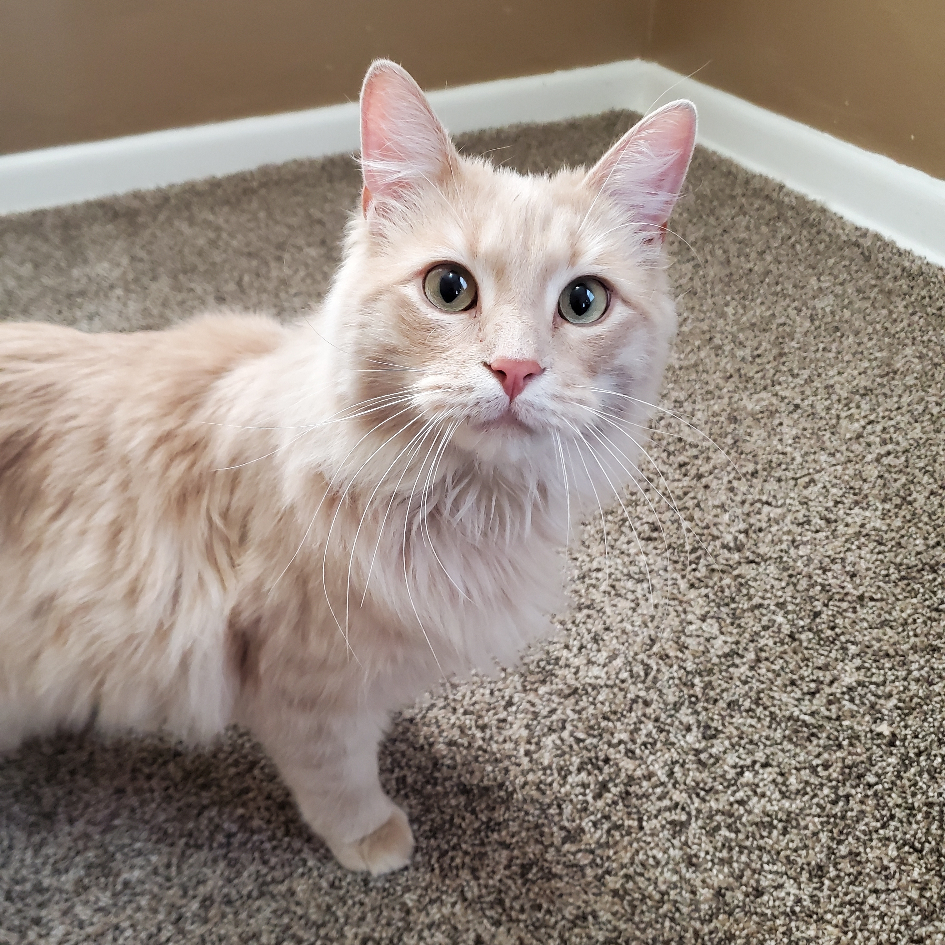 Enlarge Rowan, a Adoptable Domestic Long Hair in Marseilles, IL image 2/4