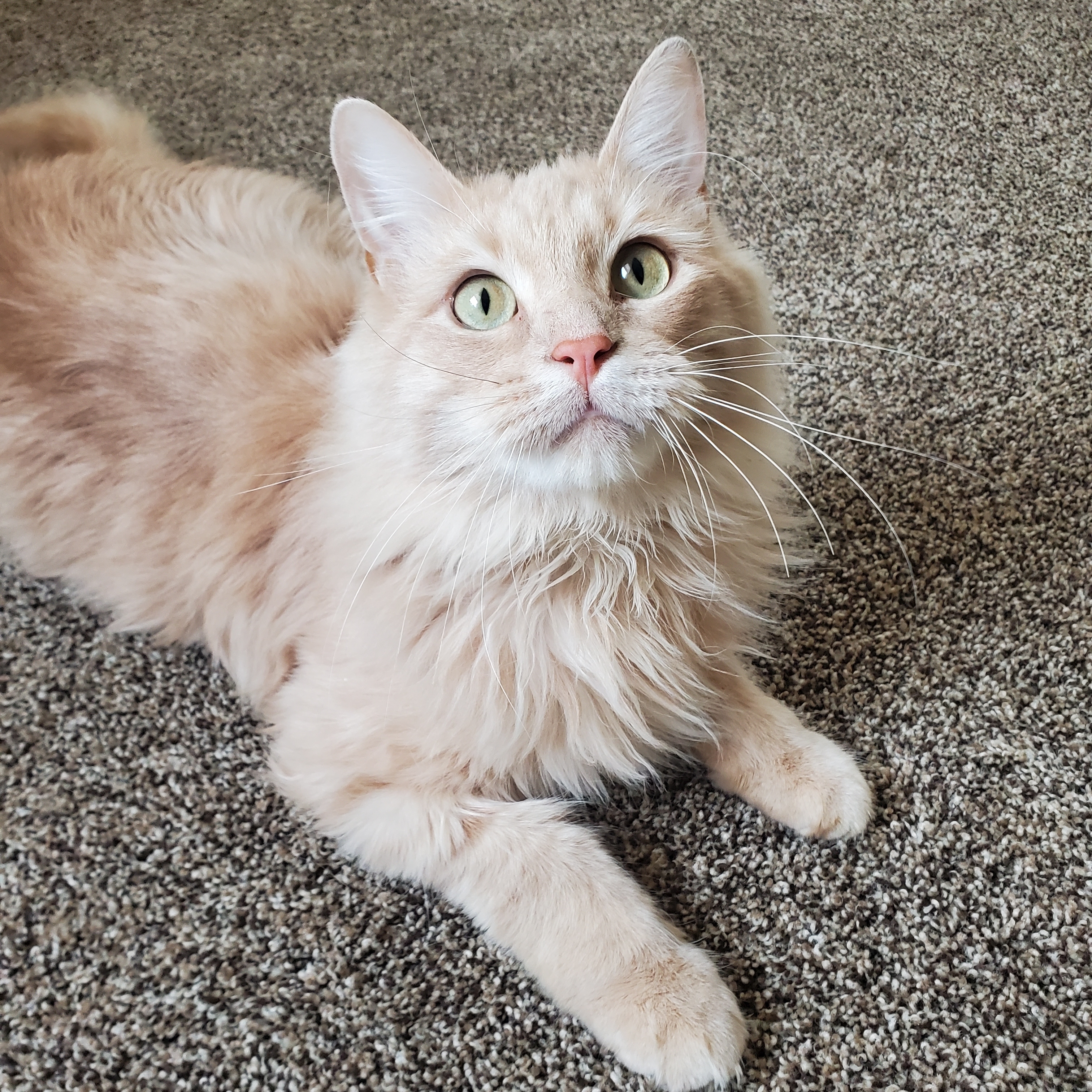 Enlarge Rowan, a Adoptable Domestic Long Hair in Marseilles, IL image 3/4