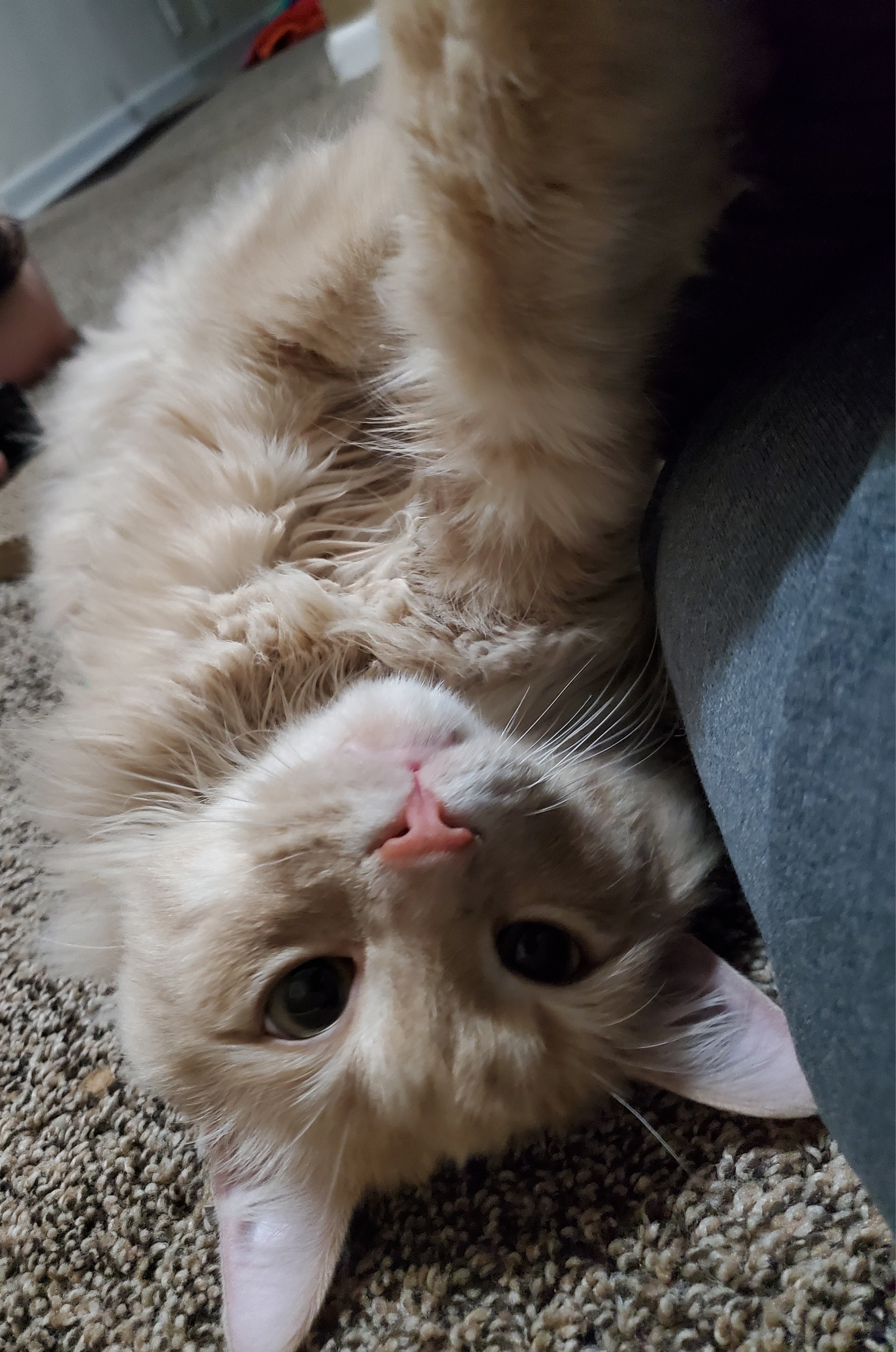 Enlarge Rowan, a Adoptable Domestic Long Hair in Marseilles, IL image 4/4