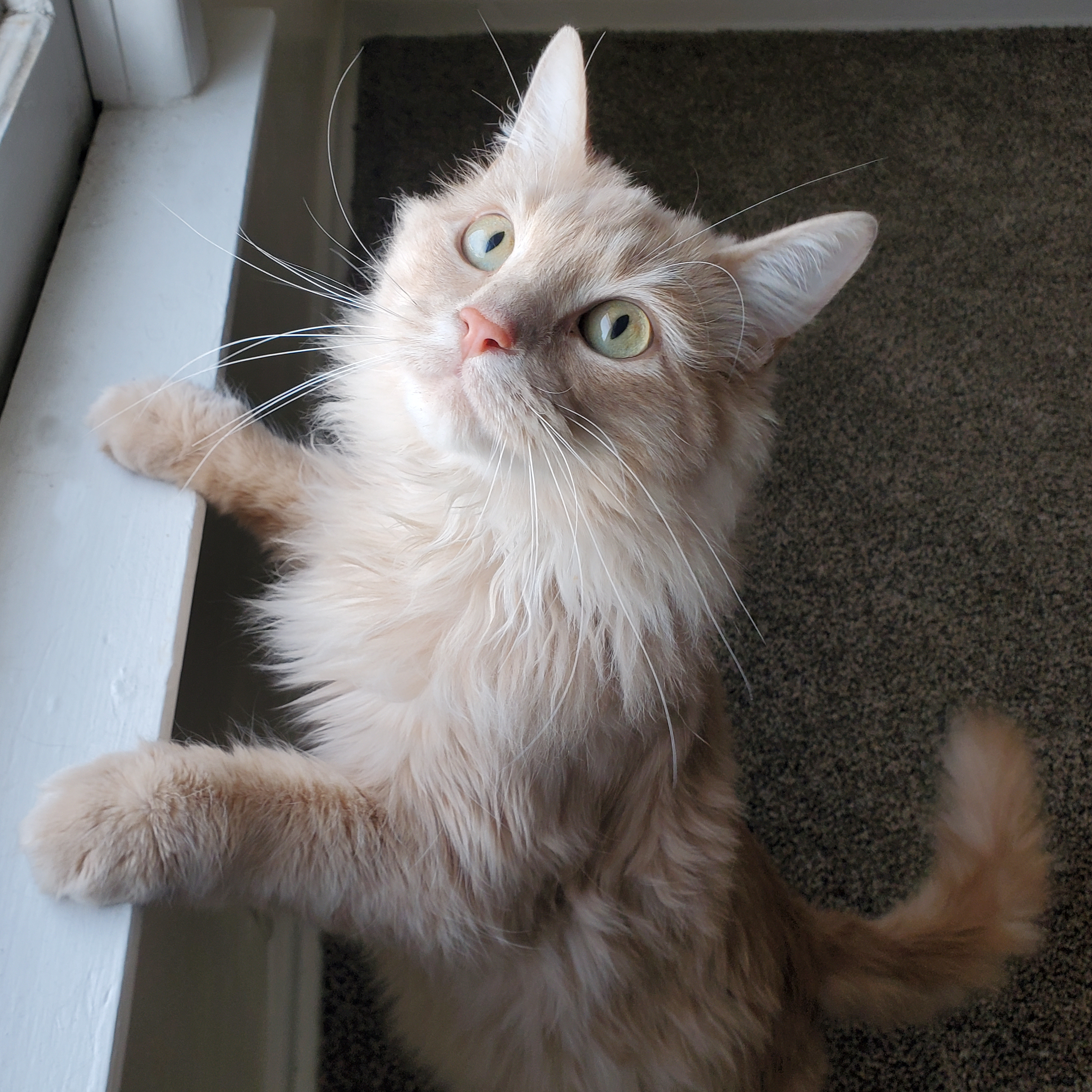 Rowan, Adoptable, Young Male Domestic Long Hair.