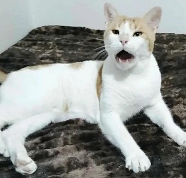 ASHI, a Adoptable Domestic Short Hair in Madison, WI image 2/3