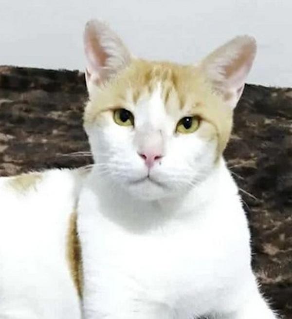 ASHI, Adoptable, Adult Male Domestic Short Hair.