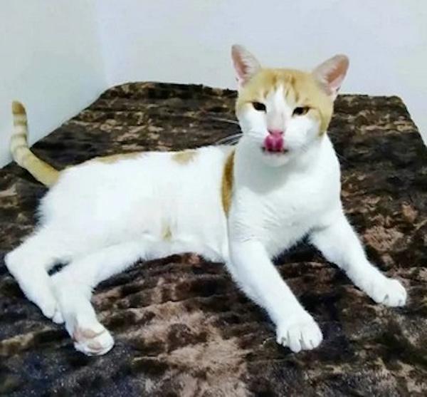 ASHI, a Adoptable Domestic Short Hair in Madison, WI image 3/3