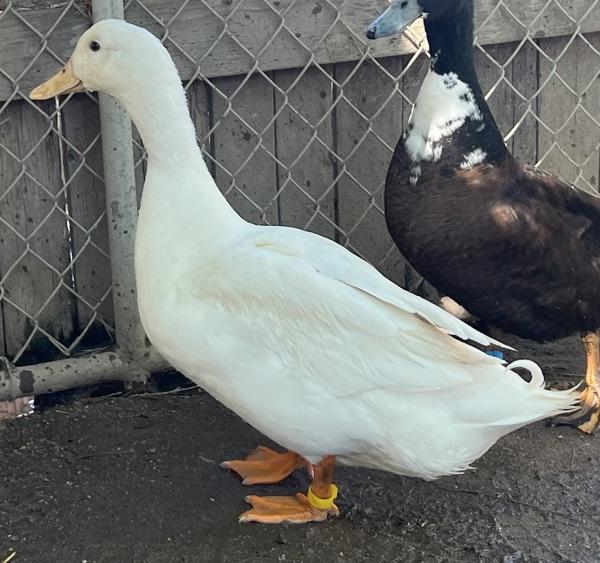 White Peach, Adoptable, Adult Male Duck.