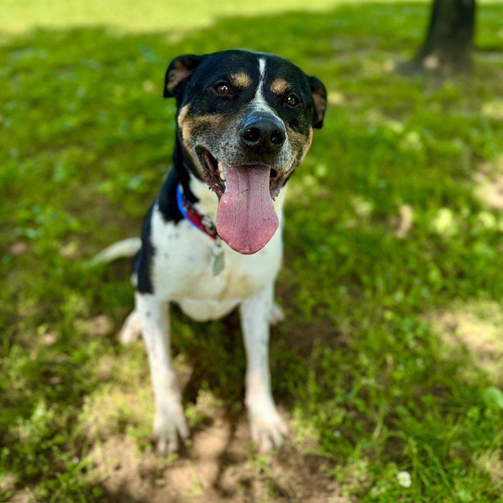 Enlarge Han Solo, a Adoptable Mixed Breed in Chattanooga, TN image 1/6