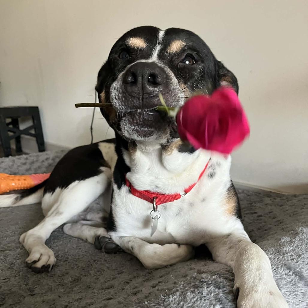 Enlarge Han Solo, a Adoptable Mixed Breed in Chattanooga, TN image 1/6