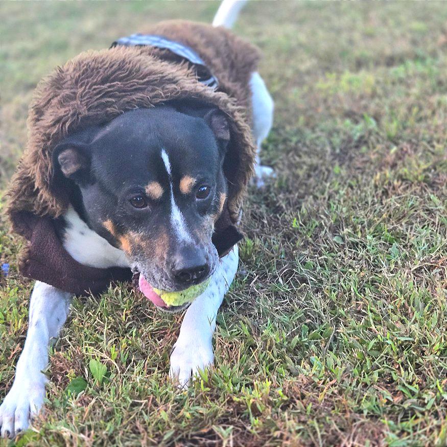 Enlarge Han Solo, a Adoptable Mixed Breed in Chattanooga, TN image 2/6