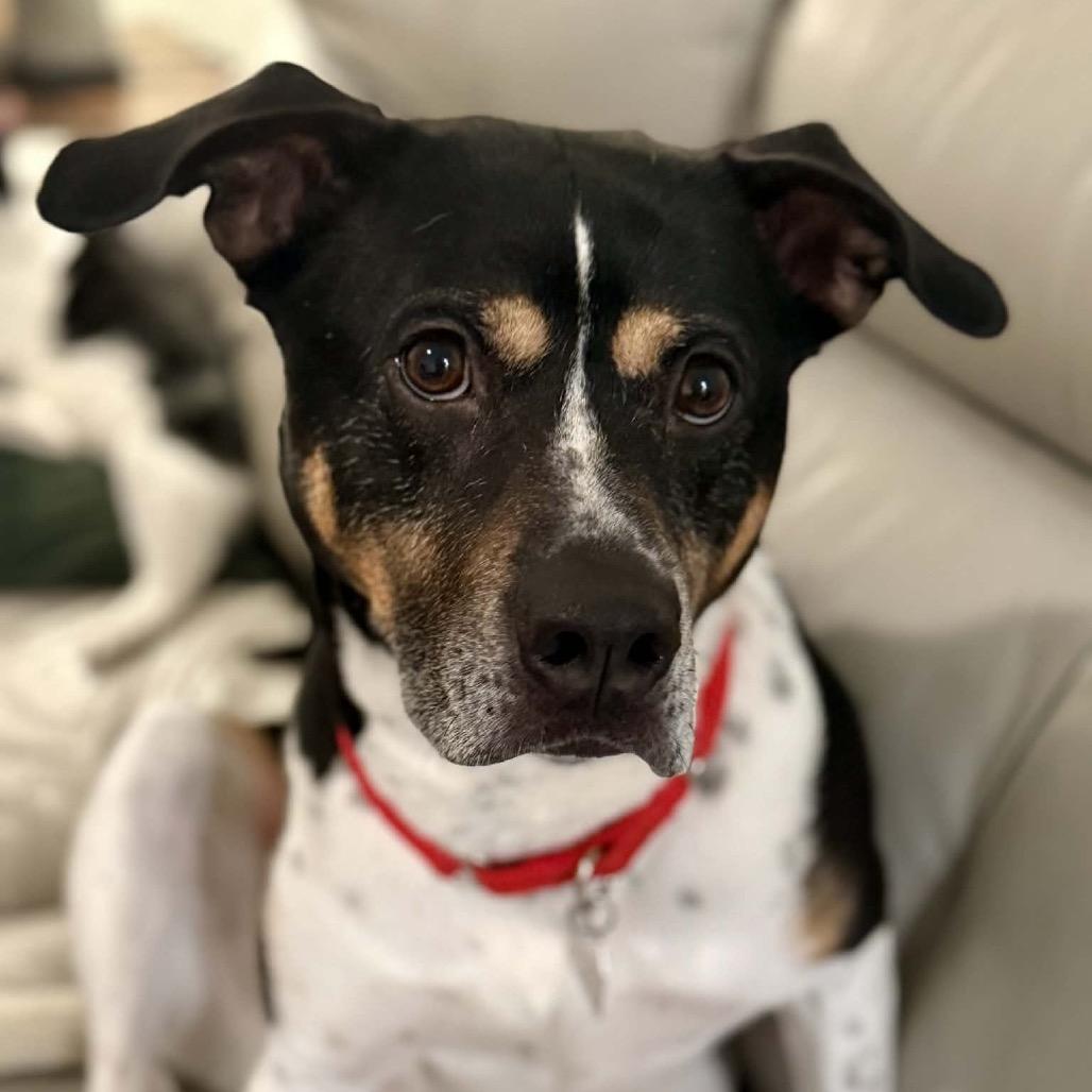 Enlarge Han Solo, a Adoptable Mixed Breed in Chattanooga, TN image 3/6