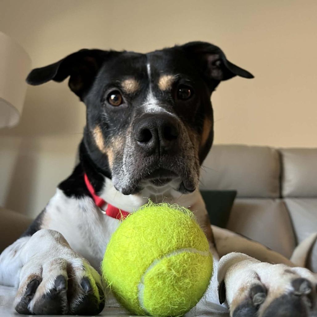Enlarge Han Solo, a Adoptable Mixed Breed in Chattanooga, TN image 3/6