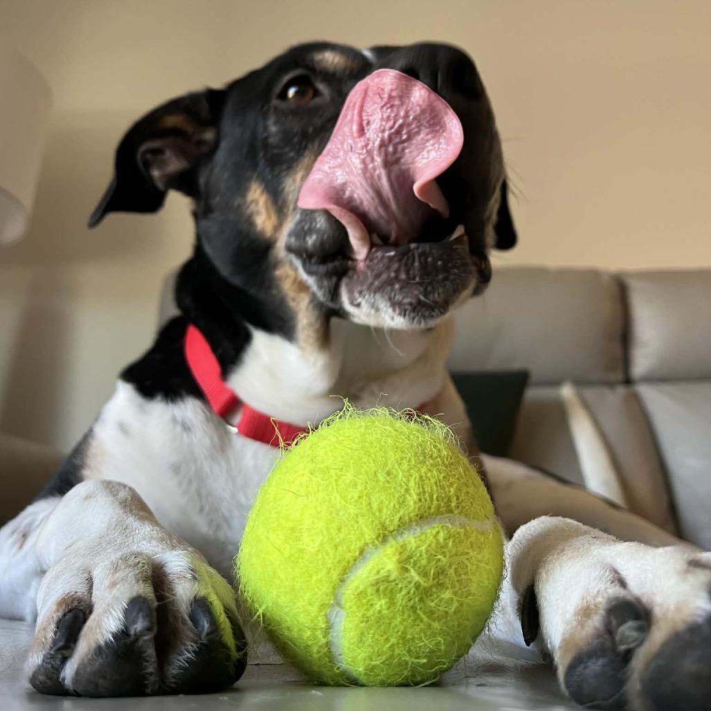 Han Solo — thumbnail 6