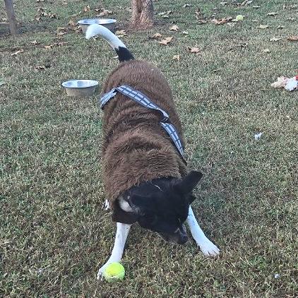 Enlarge Han Solo, a Adoptable Mixed Breed in Chattanooga, TN image 6/6