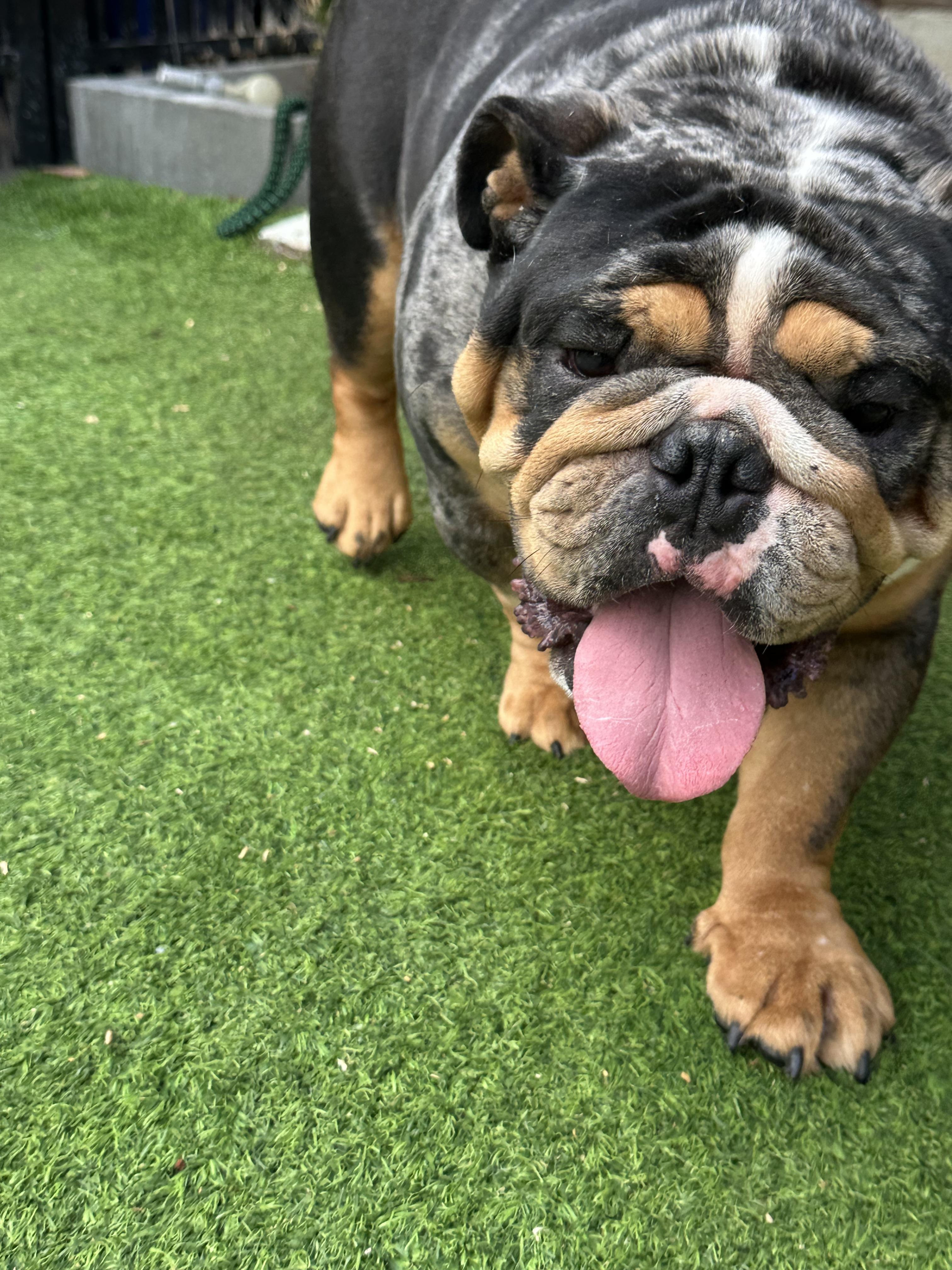 Enlarge Duke, a Adoptable English Bulldog in Montclair, NJ image 2/6