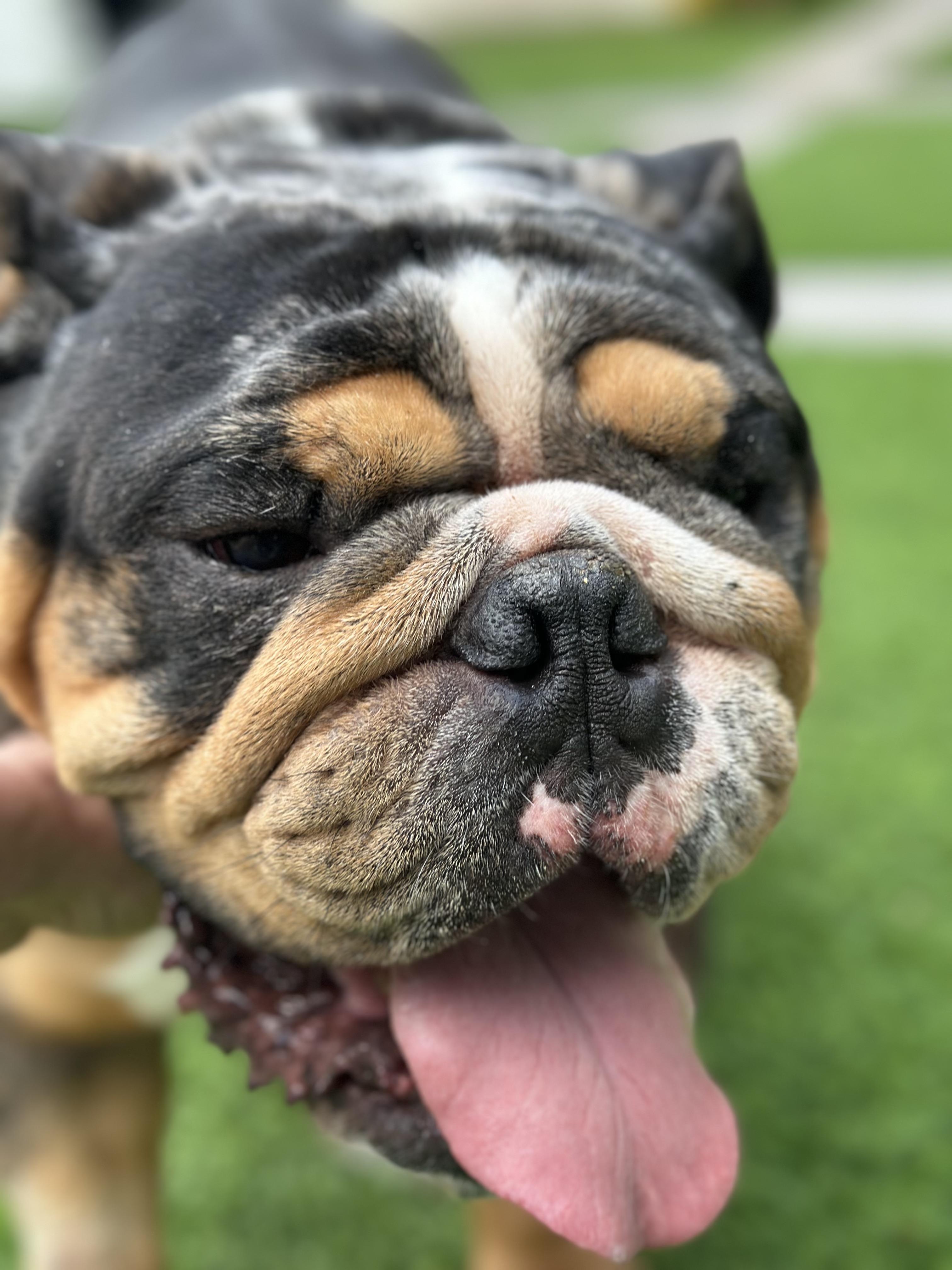 Enlarge Duke, a Adoptable English Bulldog in Montclair, NJ image 3/6