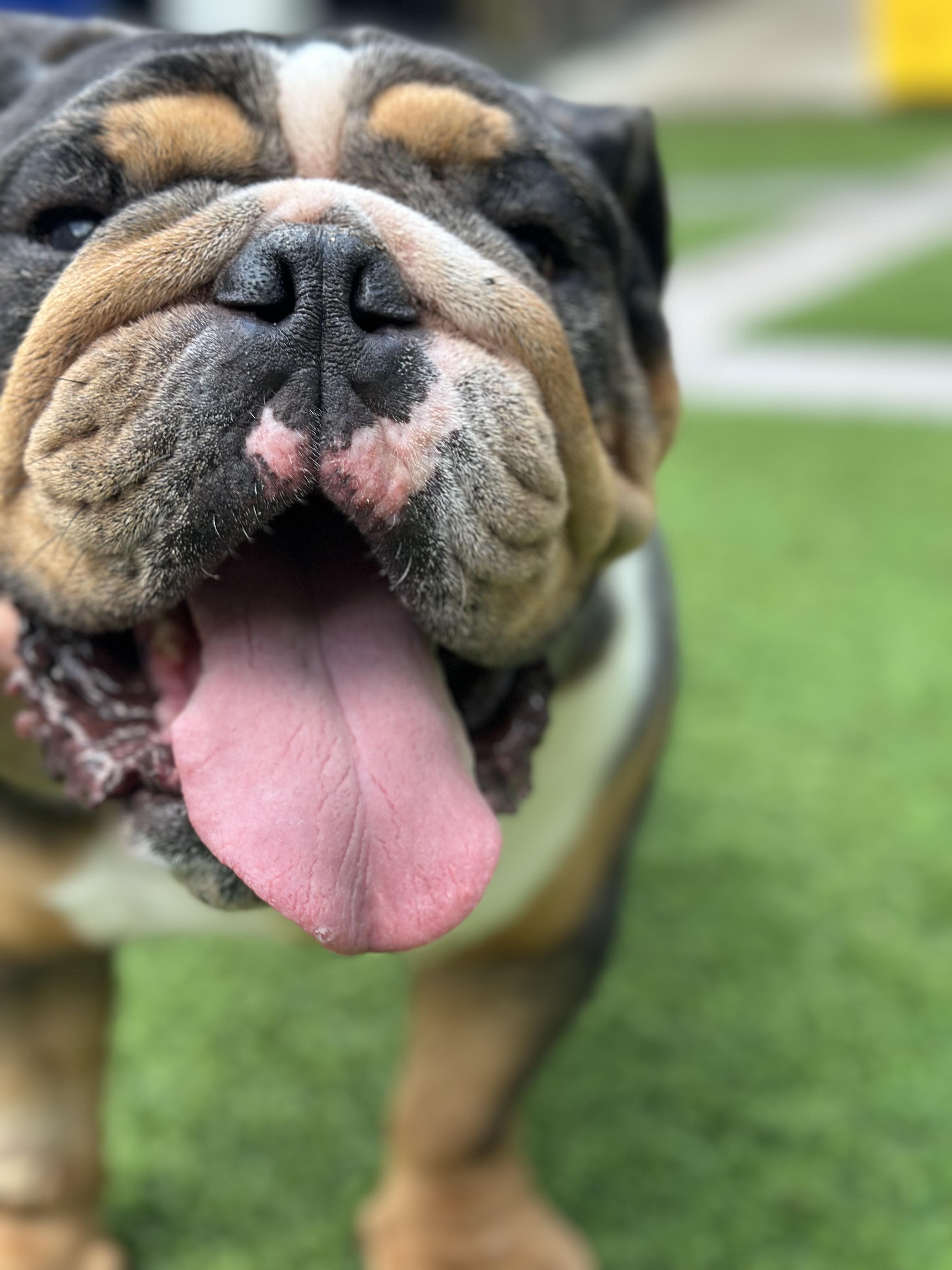 Duke, Adoptable, Adult Male English Bulldog.