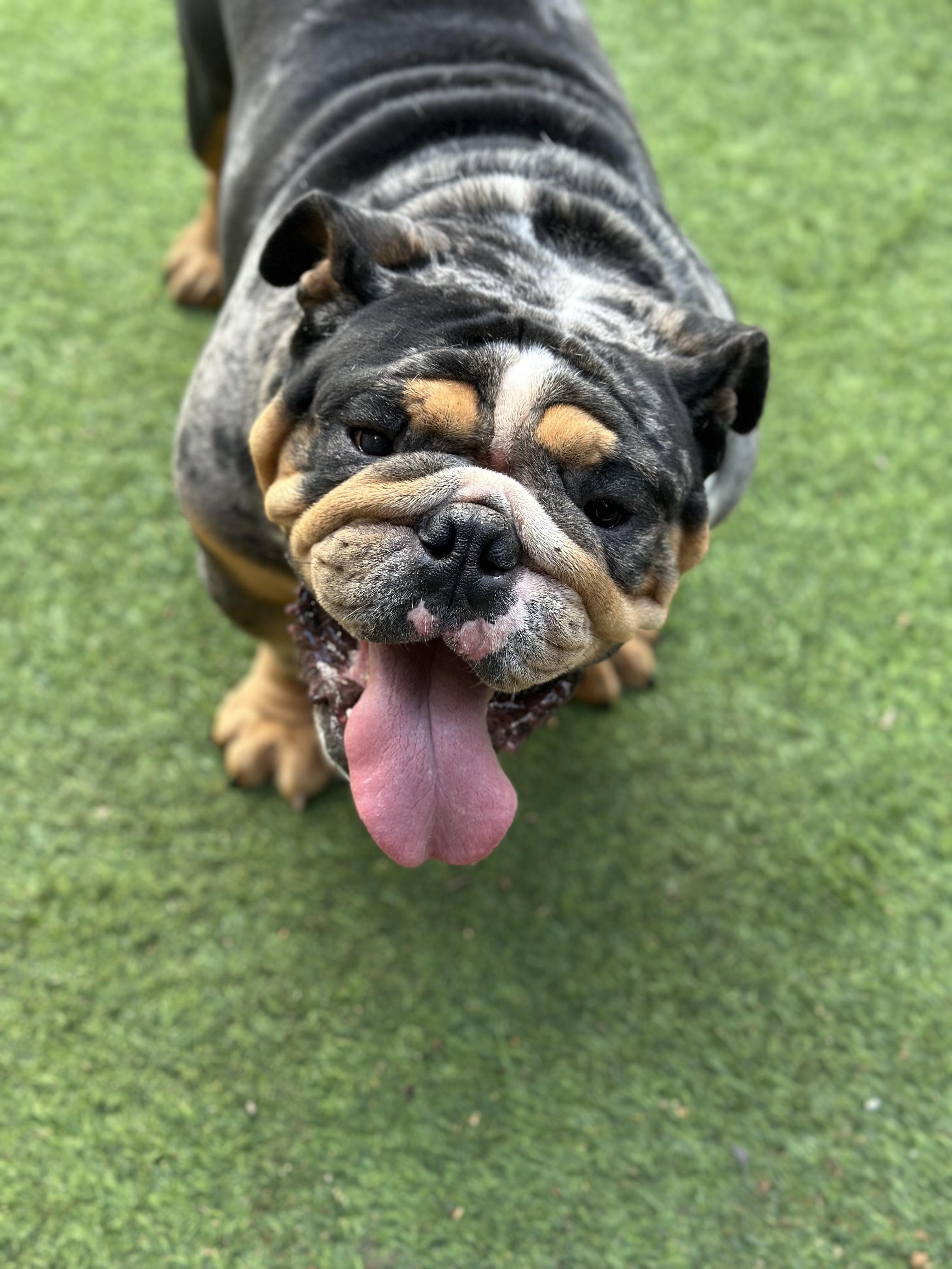 Enlarge Duke, a Adoptable English Bulldog in Montclair, NJ image 4/6