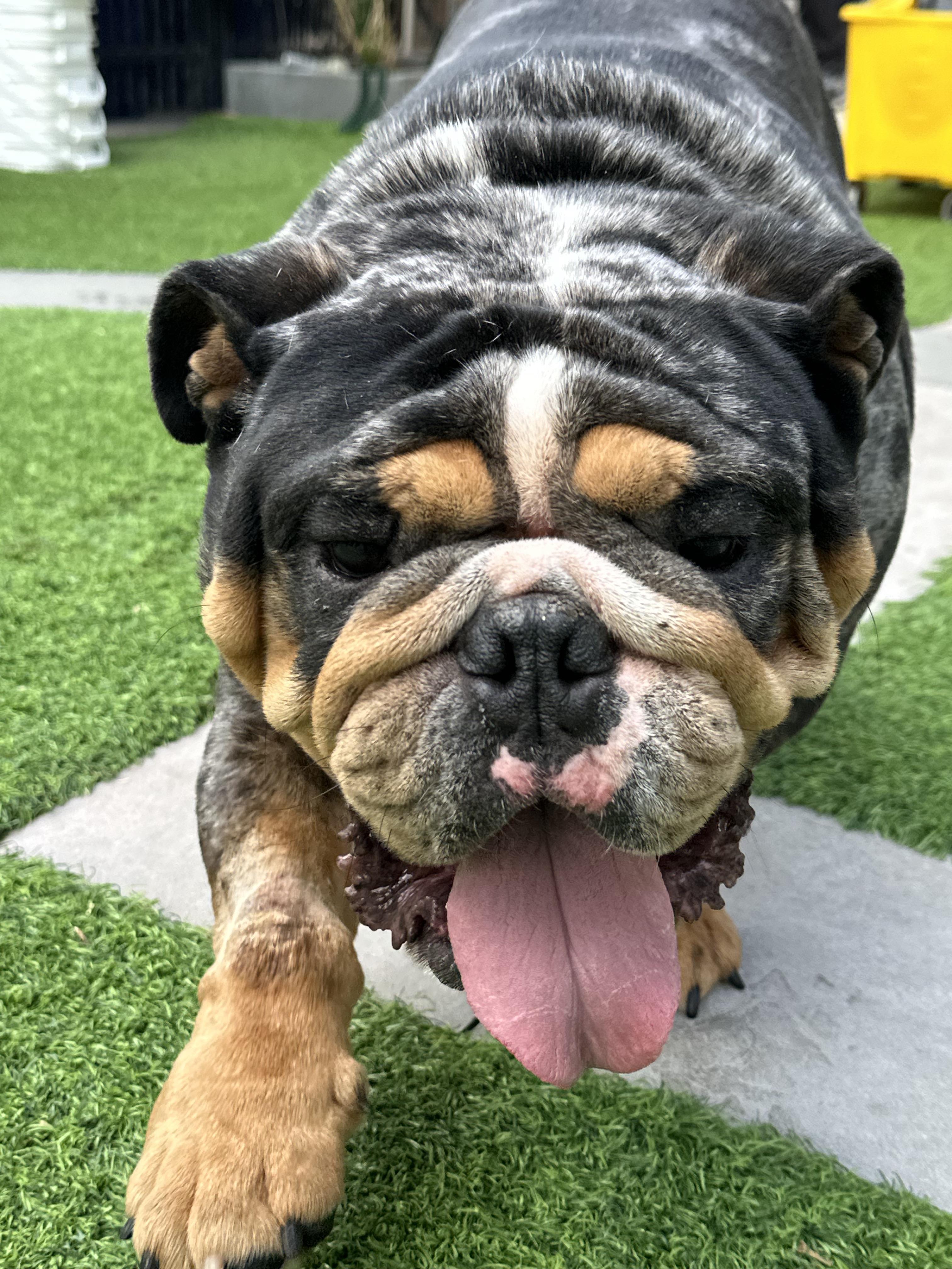 Enlarge Duke, a Adoptable English Bulldog in Montclair, NJ image 5/6