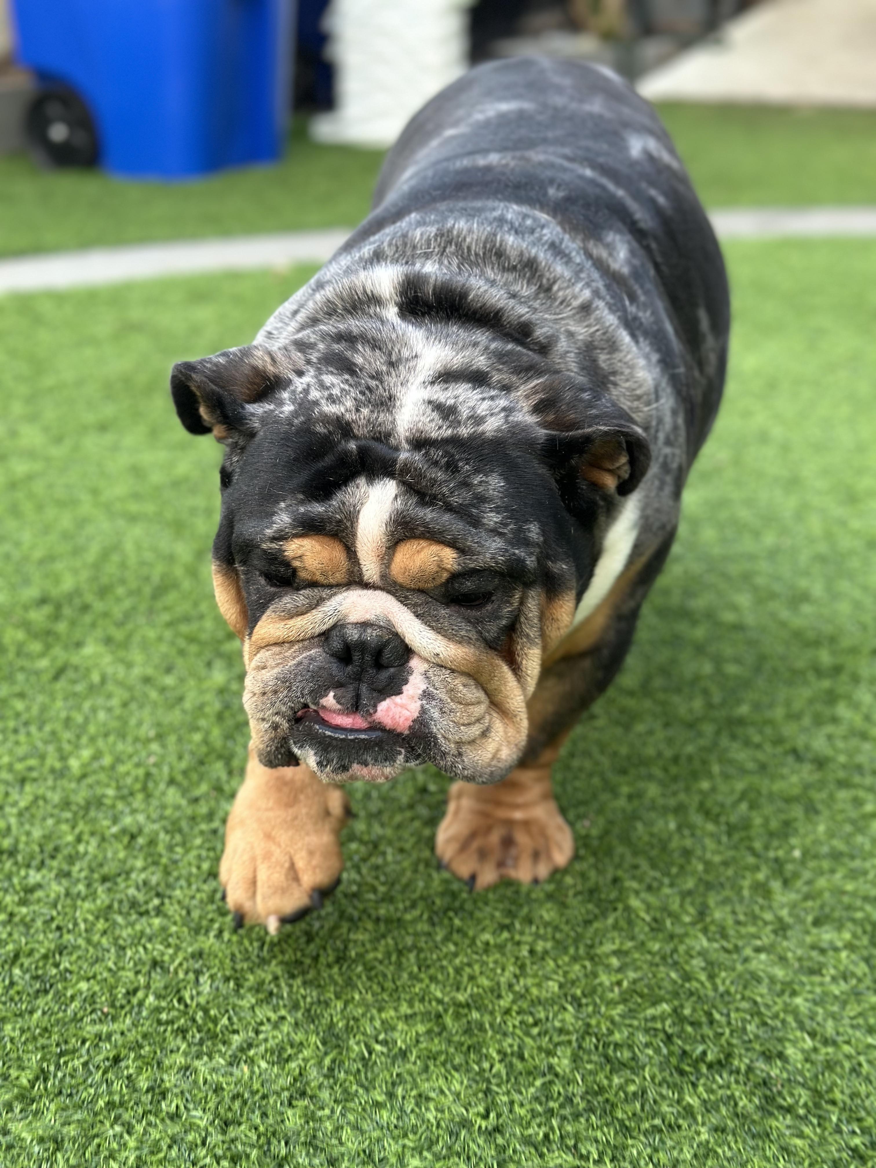 Enlarge Duke, a Adoptable English Bulldog in Montclair, NJ image 6/6