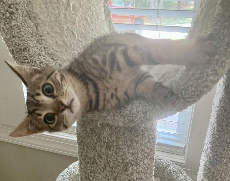 Drax, Adoptable, Young Male Tabby & Domestic Short Hair.