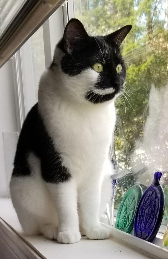 Lisbet, a Adoptable Domestic Short Hair in Anacortes, WA image 1/2
