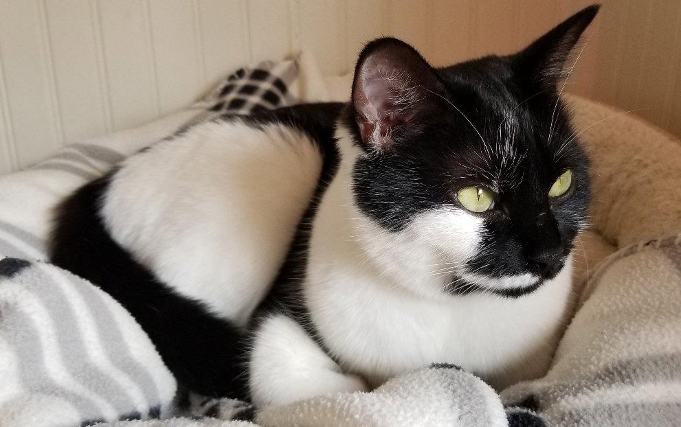 Lisbet, a Adoptable Domestic Short Hair in Anacortes, WA image 2/2