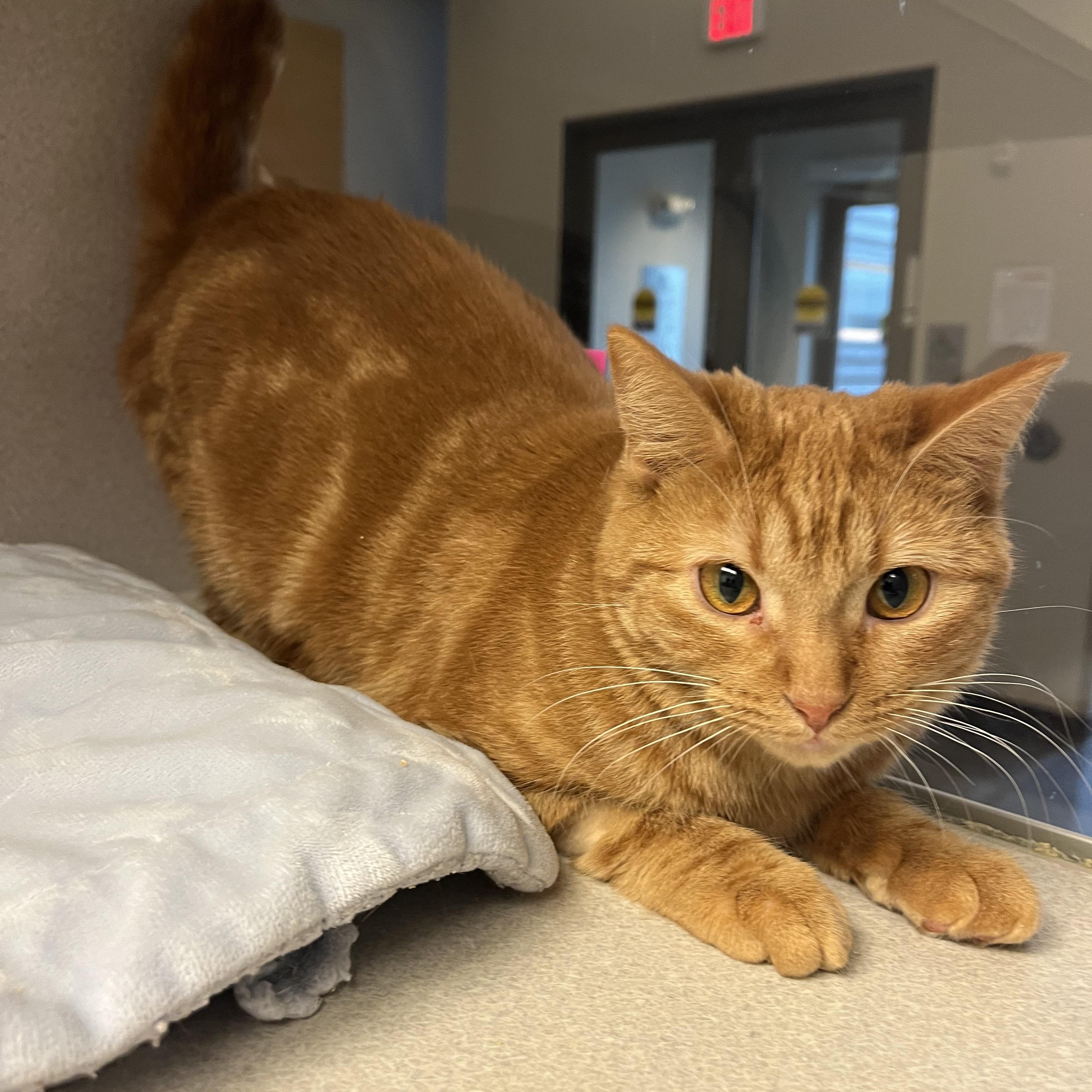 Enlarge Clementine, a Adoptable mixed breed in Cedar Rapids, IA image 1/3