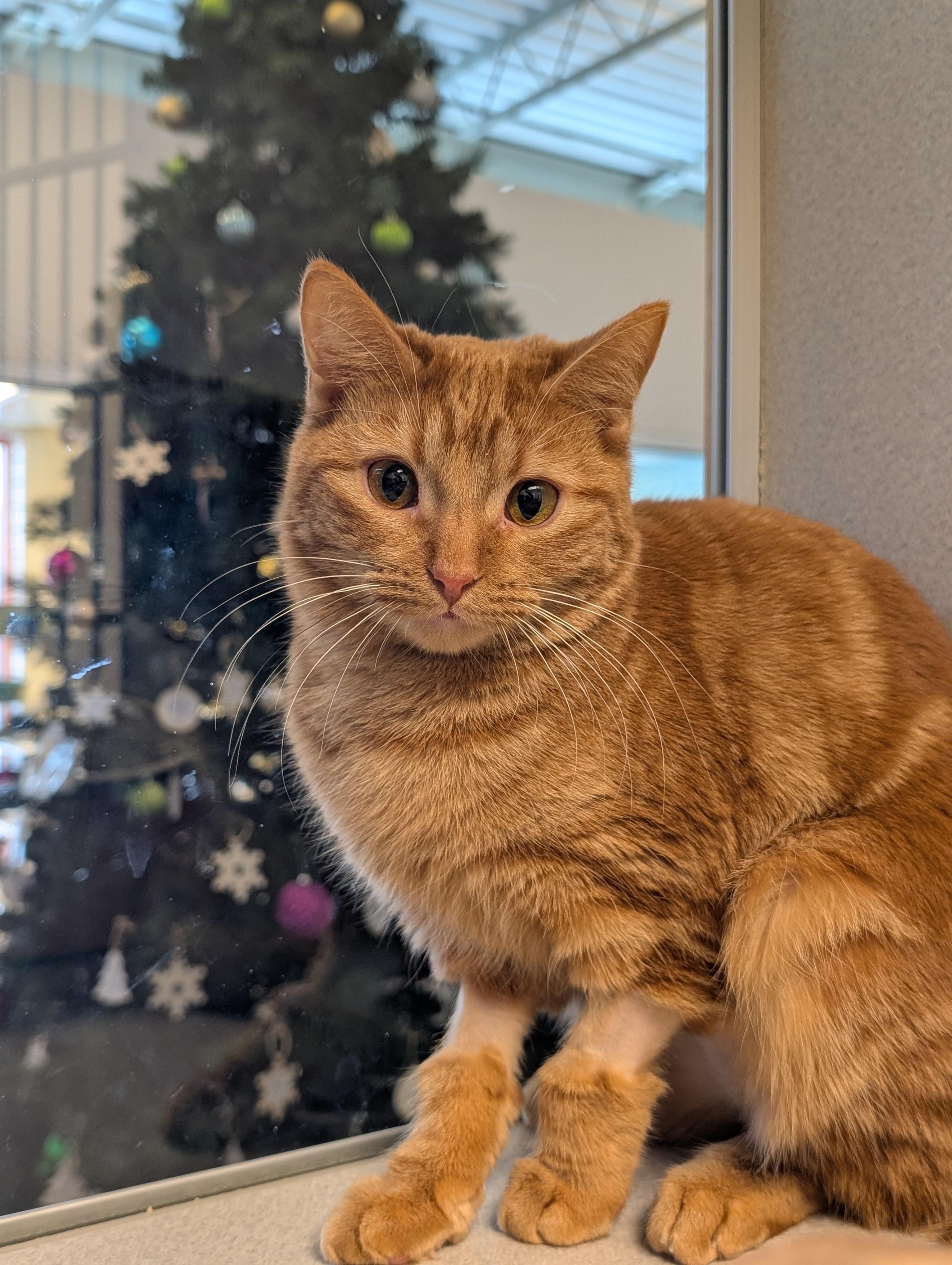 Clementine, Adoptable, Adult Female Domestic Short Hair.