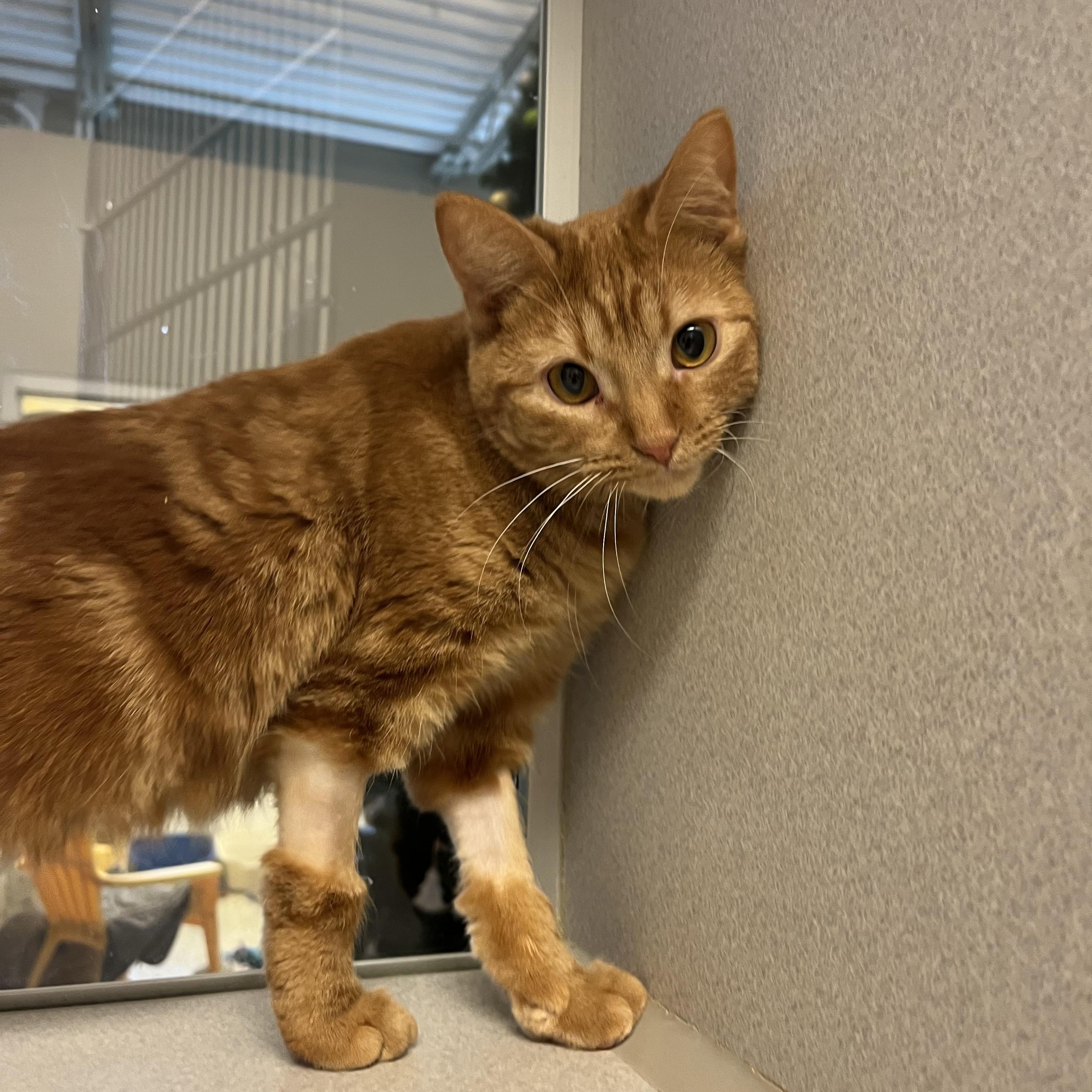 Enlarge Clementine, a Adoptable mixed breed in Cedar Rapids, IA image 2/3