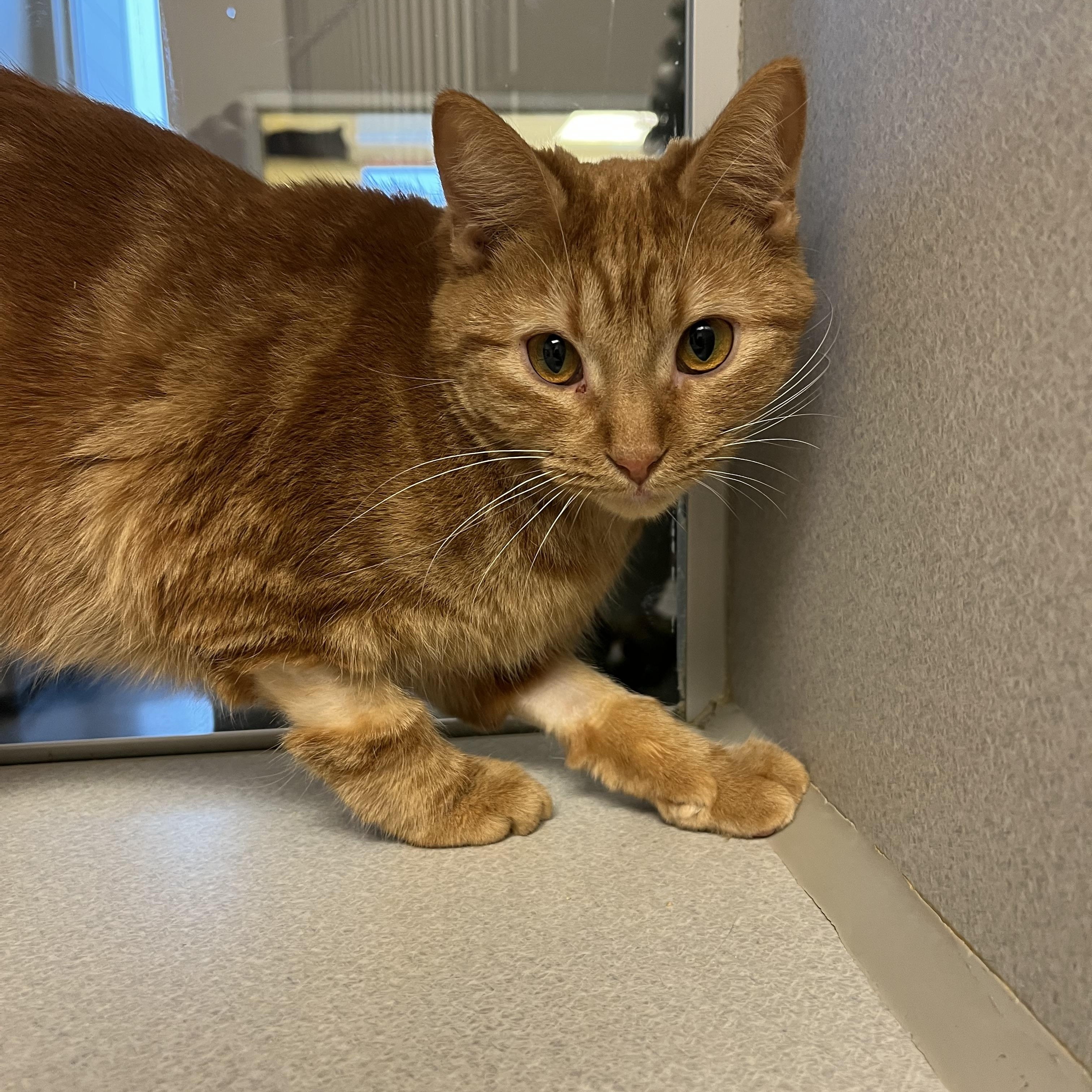 Enlarge Clementine, a Adoptable mixed breed in Cedar Rapids, IA image 3/3