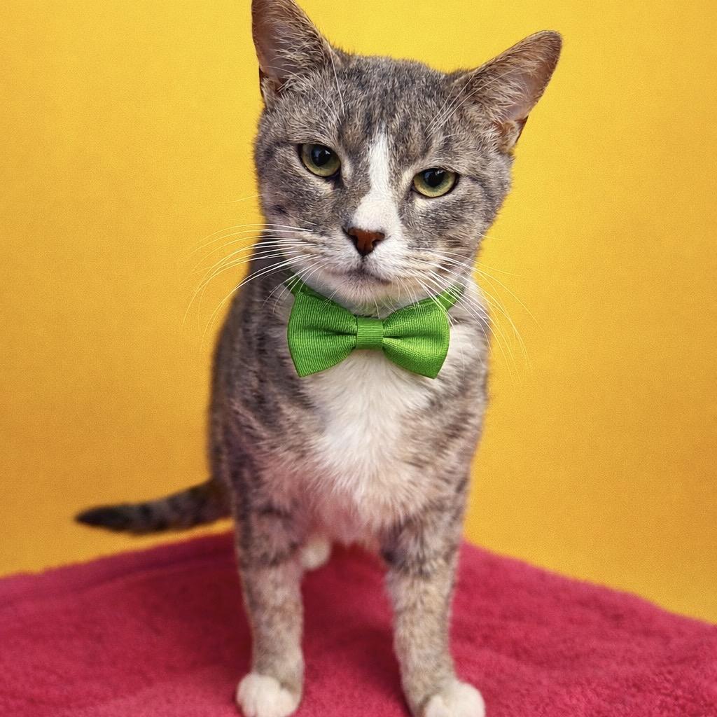Rembrandt, Adoptable, Adult Male Domestic Short Hair & Domestic Short Hair.