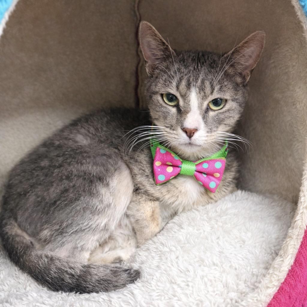 Enlarge Rembrandt, a Adoptable mixed breed in Binghamton, NY image 2/2