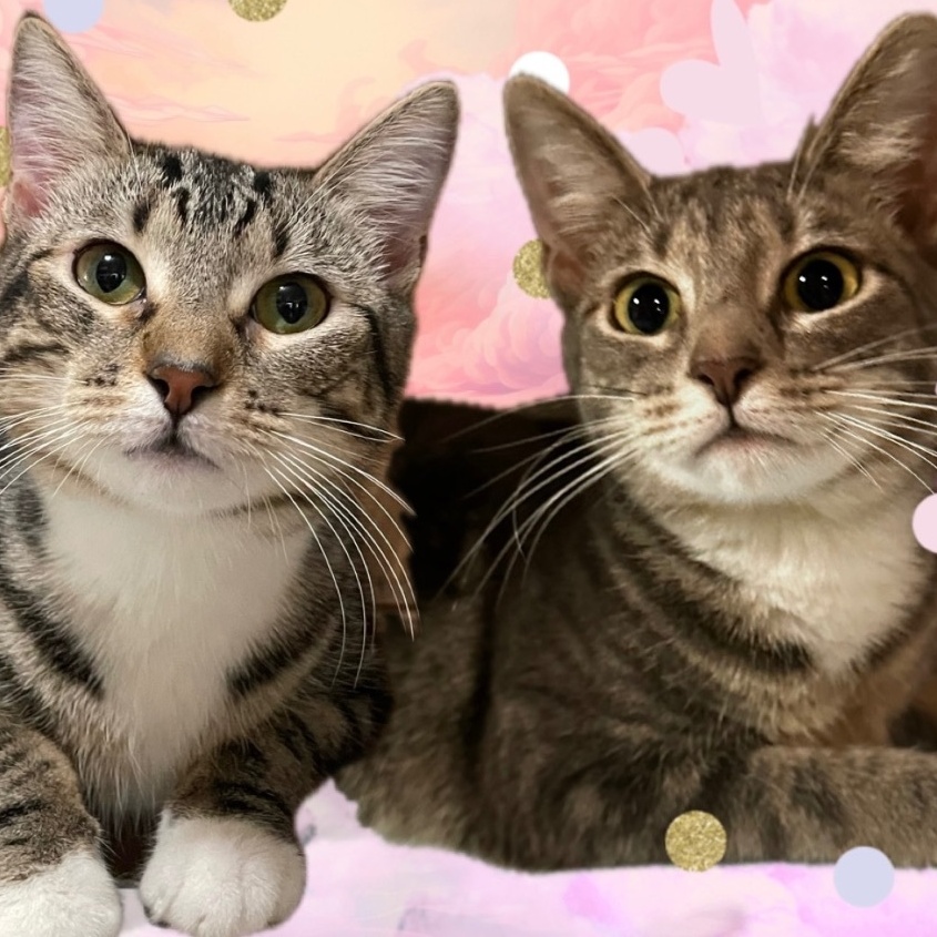 Enlarge Little Face and Grumpo, a Adopted Domestic Short Hair in Denver, CO image 1/4