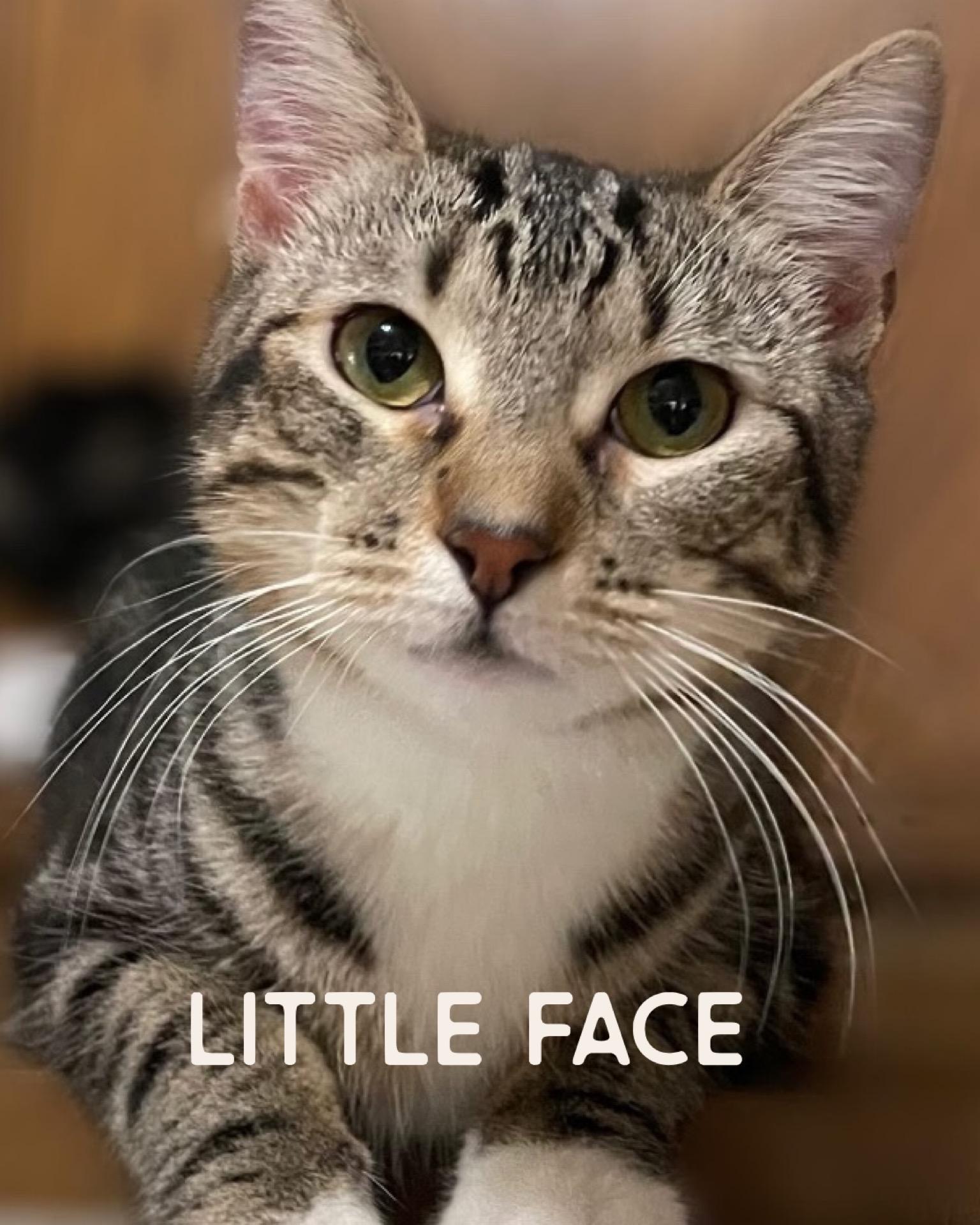 Enlarge Little Face and Grumpo, a Adopted Domestic Short Hair in Denver, CO image 3/4