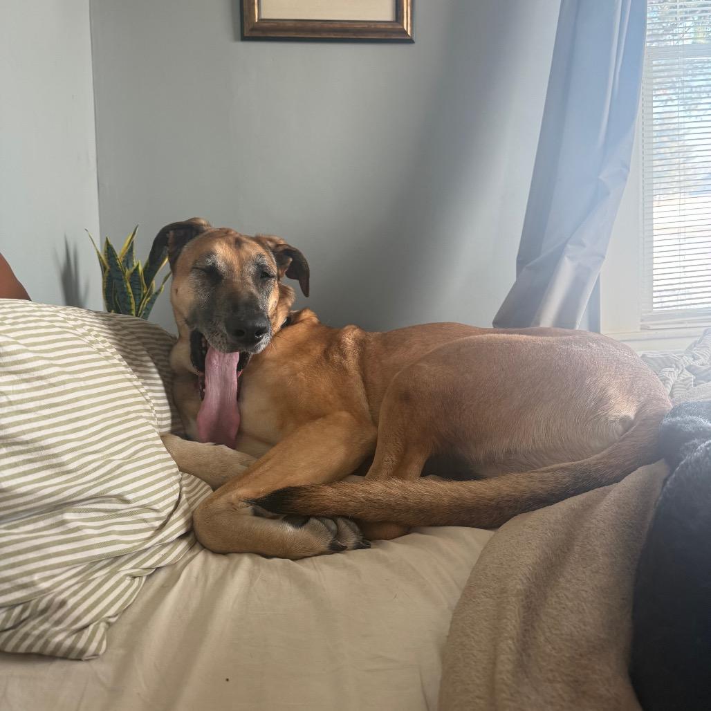 Enlarge Naomi, a Adoptable Great Dane in Delaware, OH image 2/6