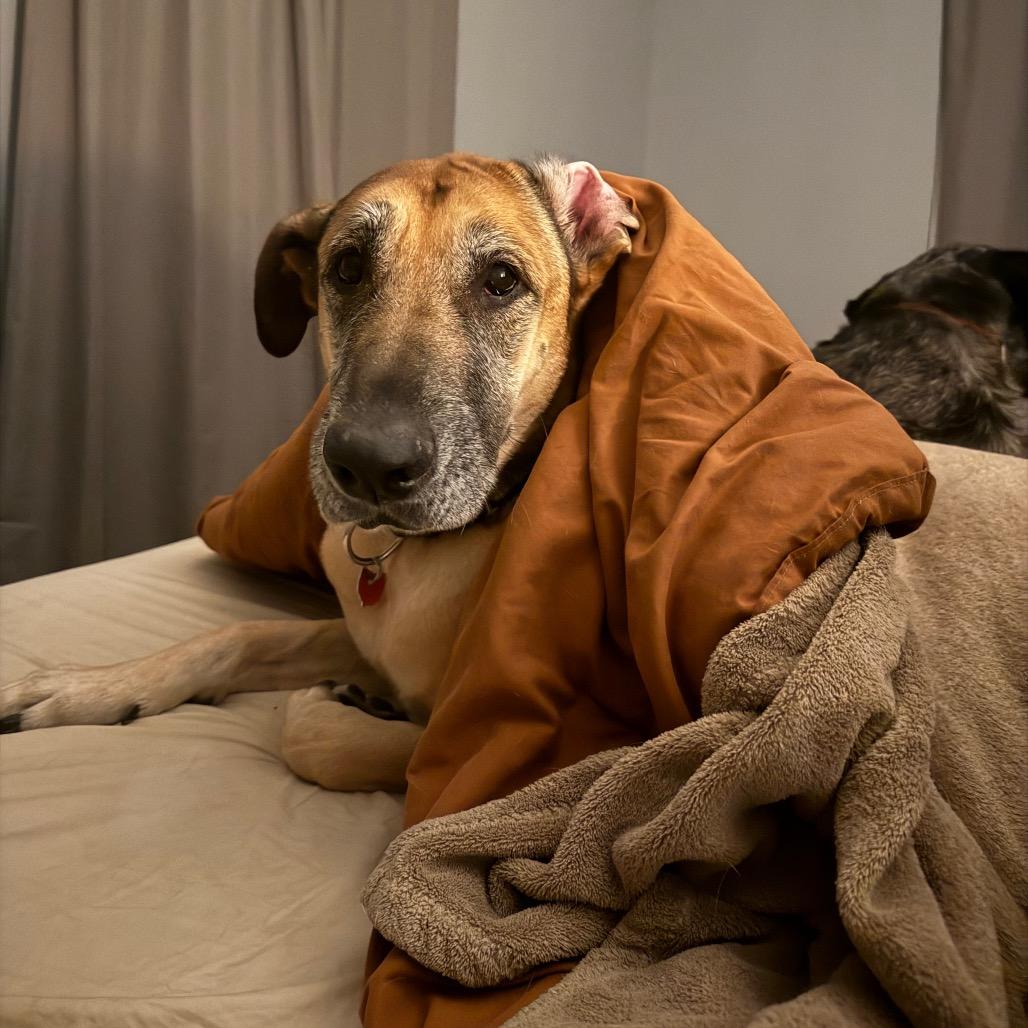 Enlarge Naomi, a Adoptable Great Dane in Delaware, OH image 4/6