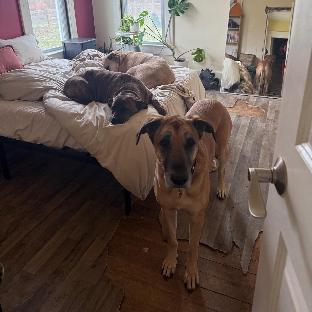 Enlarge Naomi, a Adoptable Great Dane in Delaware, OH image 4/6