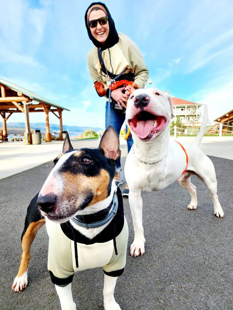 HANNIBAL  AKA Hammi, an adoptable Bull Terrier, Pit Bull Terrier in Olympia, WA, 98516 | Photo Image 5
