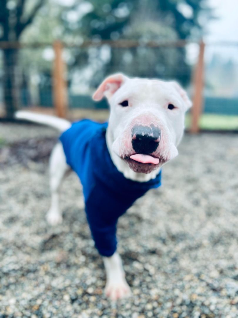 HANNIBAL  AKA Hammi, an adoptable Bull Terrier, Pit Bull Terrier in Olympia, WA, 98516 | Photo Image 1